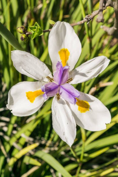 Iris African White (Dietes iridioides) - Bird of ParadiseUSA - Medium