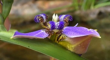 Iris, Regina Apostles (Iris germanica) from Bird of Paradise USA 04