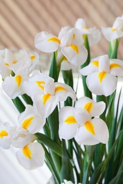 Iris White (Dietes iridioides) from Bird of Paradise USA 02