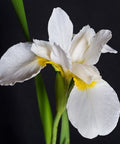Iris White (Dietes iridioides) from Bird of Paradise USA 01