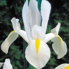 Iris White (Dietes iridioides) from Bird of Paradise USA 03
