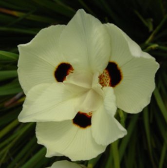 Iris Yellow African (Dietes bicolor) - Bird of ParadiseUSA - Medium 20"