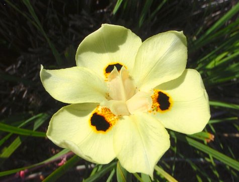 Iris Yellow African (Dietes bicolor) - Bird of ParadiseUSA - Medium 20"