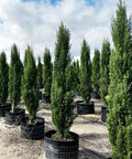 Italian Cypress (Cupressus sempervirens) - PlantologyUSA - 7-8 Feet