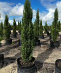Italian Cypress (Cupressus sempervirens) - PlantologyUSA - 8-9 Feet