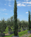 Italian Cypress (Cupressus sempervirens) - PlantologyUSA - 9-10 Feet