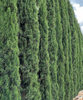 Italian Cypress (Cupressus sempervirens) - PlantologyUSA - Growers Pick 10-12 Feet