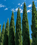 Italian Cypress (Cupressus sempervirens) - PlantologyUSA - Grower's Pick 6 Feet