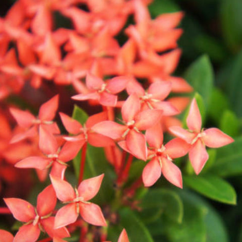 Ixora Dwarf Carmen Orange (Ixora coccinea) from Bird of Paradise USA 05