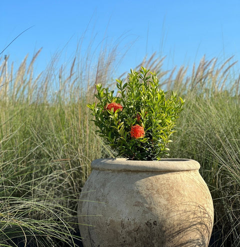 Ixora Dwarf Carmen Orange (Ixora coccinea) from Bird of Paradise USA 03