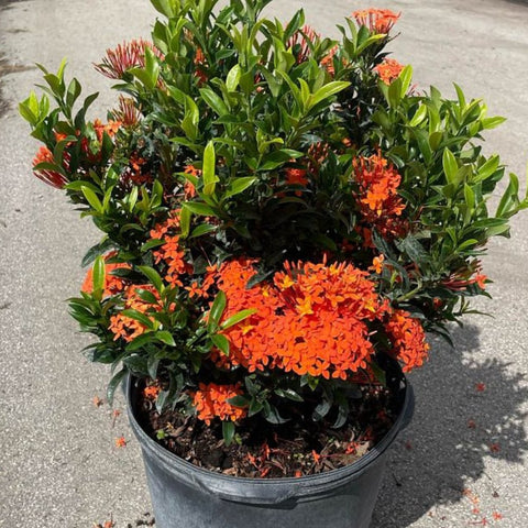 Ixora Dwarf Carmen Orange (Ixora coccinea) from Bird of Paradise USA 04