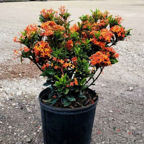 Ixora Dwarf Carmen Orange (Ixora coccinea) from Bird of Paradise USA 06