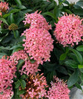 Ixora Dwarf Pink (Ixora taiwanensis 'Dwarf Pink' ) from Bird of Paradise USA 02