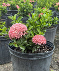 Ixora Dwarf Pink (Ixora taiwanensis 'Dwarf Pink' ) from Bird of Paradise USA 04