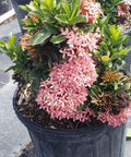 Ixora Dwarf Pink (Ixora taiwanensis 'Dwarf Pink' ) from Bird of Paradise USA 03