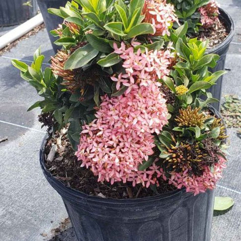 Ixora Dwarf Pink (Ixora taiwanensis 'Dwarf Pink' ) from Bird of Paradise USA 03