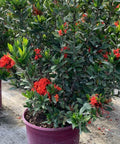 Ixora Dwarf Red (Ixora taiwanensis 'Dwarf Red') from Bird of Paradise USA 01