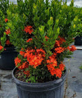 Ixora Dwarf Red (Ixora taiwanensis 'Dwarf Red') from Bird of Paradise USA 02