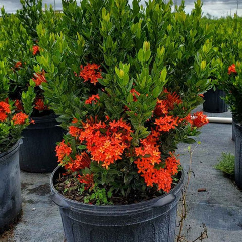 Ixora Dwarf Red (Ixora taiwanensis 'Dwarf Red') from Bird of Paradise USA 02
