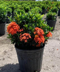 Ixora Dwarf Red (Ixora taiwanensis 'Dwarf Red') from Bird of Paradise USA 03