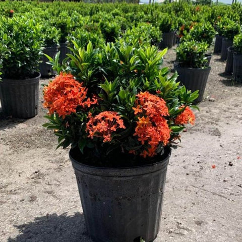 Ixora Dwarf Red (Ixora taiwanensis 'Dwarf Red') from Bird of Paradise USA 03