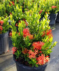 Ixora Dwarf Red (Ixora taiwanensis 'Dwarf Red') from Bird of Paradise USA 04