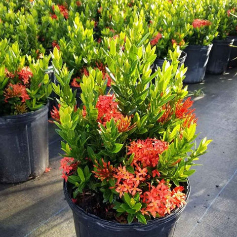 Ixora Dwarf Red (Ixora taiwanensis 'Dwarf Red') from Bird of Paradise USA 04