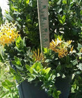 Ixora Dwarf Yellow (Ixora Taiwanensis 'Dwarf Yellow') from Bird of Paradise USA 04