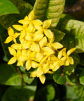 Ixora Dwarf Yellow (Ixora Taiwanensis 'Dwarf Yellow') from Bird of Paradise USA 03