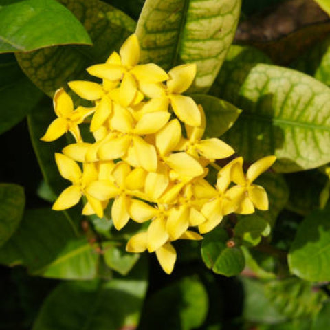 Ixora Dwarf Yellow (Ixora Taiwanensis 'Dwarf Yellow') from Bird of Paradise USA 03