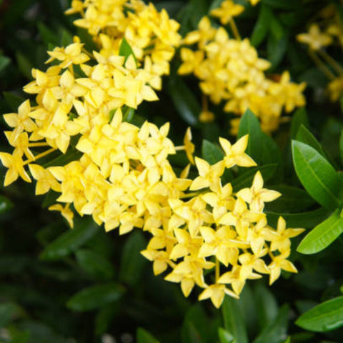 Ixora Dwarf Yellow (Ixora Taiwanensis 'Dwarf Yellow') from Bird of Paradise USA 02