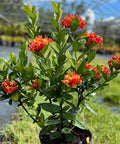 Ixora Maui Red (Ixora coccinea) from Bird of Paradise USA 03