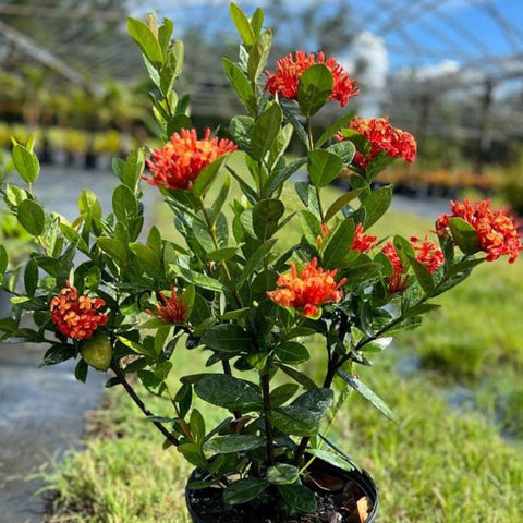 Ixora Maui Red (Ixora coccinea) from Bird of Paradise USA 03