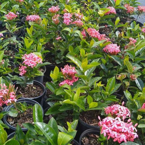 Ixora Nora Giant (Ixora coccinea 'Nora Giant') from Bird of Paradise USA 04