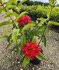 Ixora Taiwanese (Ixora coccinea 'Super King') - Bird of Paradise USA - Medium 12 - 16"