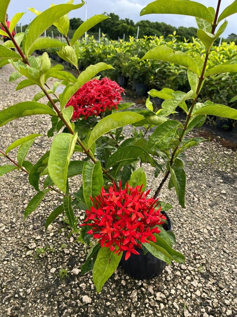 Ixora Taiwanese (Ixora coccinea 'Super King') - Bird of Paradise USA - Medium 12 - 16"