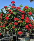 Ixora Taiwanese (Ixora coccinea 'Super King') - Bird of ParadiseUSA - Large 16-24"
