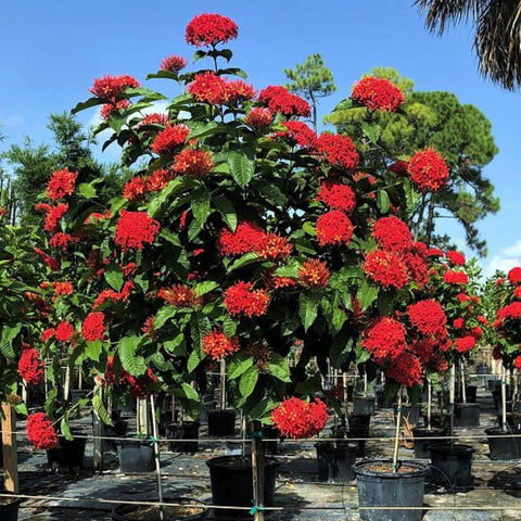 Ixora Taiwanese (Ixora coccinea 'Super King') - Bird of ParadiseUSA - Large 16-24"