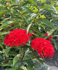 Ixora Taiwanese (Ixora coccinea 'Super King') - Bird of ParadiseUSA - Large 16-24"