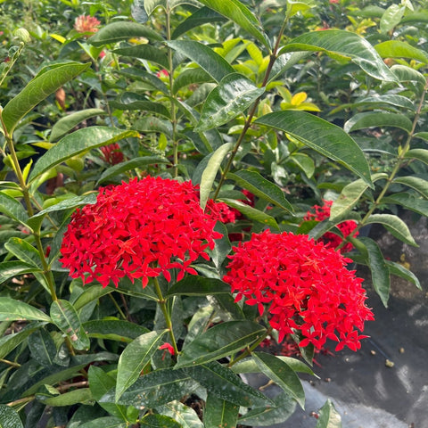 Ixora Taiwanese (Ixora coccinea 'Super King') - Bird of ParadiseUSA - Large 16-24"
