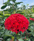 Ixora Taiwanese (Ixora coccinea 'Super King') - Bird of ParadiseUSA - Medium 12-16"