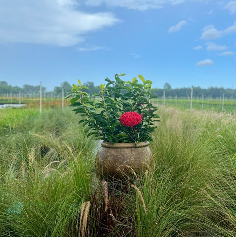 Ixora Taiwanese (Ixora coccinea 'Super King') - Bird of ParadiseUSA - Medium 12-16"