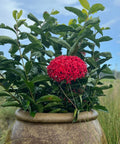 Ixora Taiwanese (Ixora coccinea 'Super King') - Bird of ParadiseUSA - Medium 12-16"