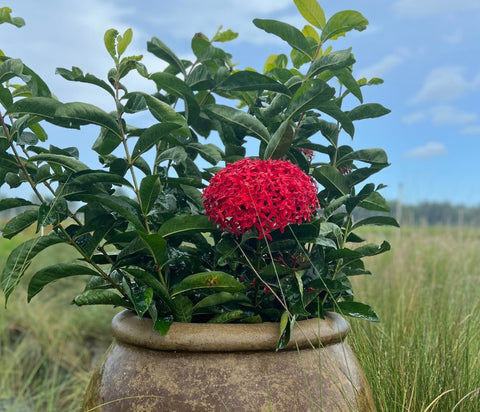 Ixora Taiwanese (Ixora coccinea 'Super King') - Bird of ParadiseUSA - Medium 12-16"
