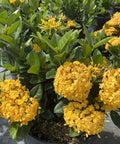 Ixora Yellow Maui (Ixora coccinea) - Bird of ParadiseUSA - Medium