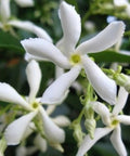 Jasmine Confederate (Trachelospermum Jasminoides) - Bird of ParadiseUSA - Medium 1-2'