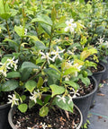 Jasmine Confederate (Trachelospermum Jasminoides) - Bird of ParadiseUSA - Medium 1-2'