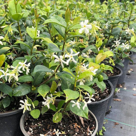 Jasmine Confederate (Trachelospermum Jasminoides) - Bird of ParadiseUSA - Medium 1-2'