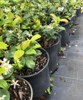 Jasmine Confederate (Trachelospermum Jasminoides) - Bird of ParadiseUSA - Small 10-12"