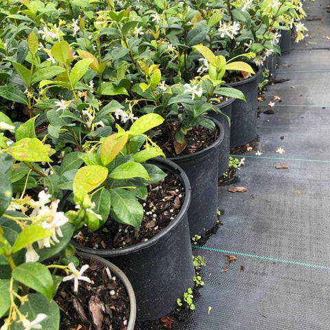 Jasmine Confederate (Trachelospermum Jasminoides) - Bird of ParadiseUSA - Small 10-12"